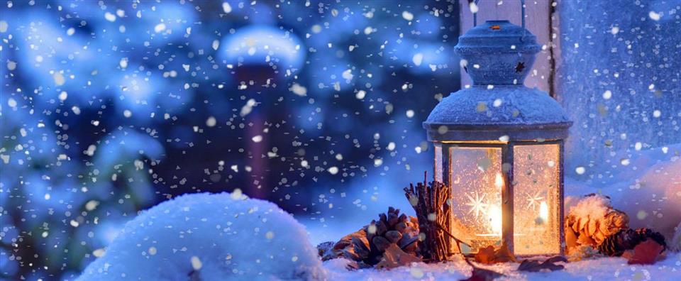 Christmas Flowers at The Bay Tree Florist